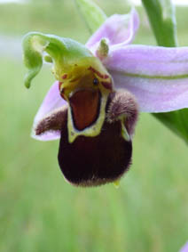 Ophrys apifera